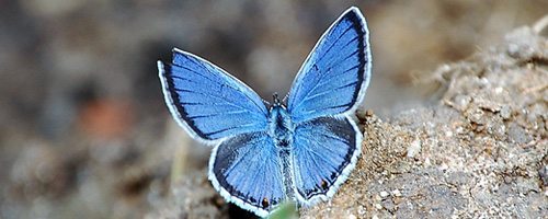 Borboleta, Relatórios de áreas contaminadas